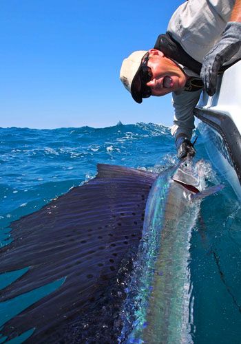 Tag & release helps this majestic creature thrive.