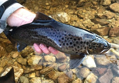 There’s loads of wild brown trout