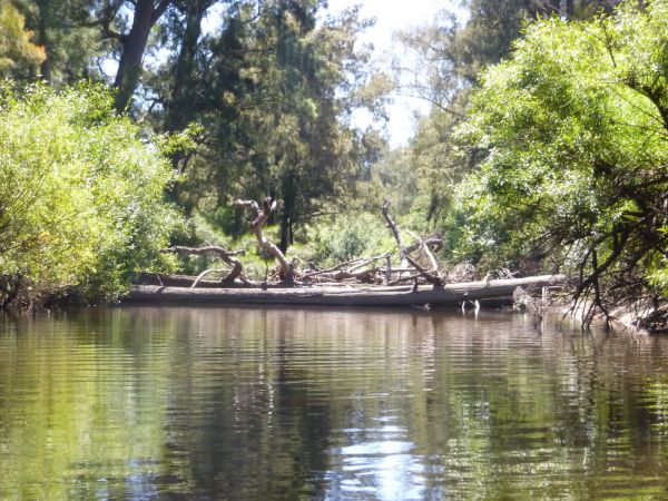 Fallen trees are great fish habitat but are great at souveniring lures too