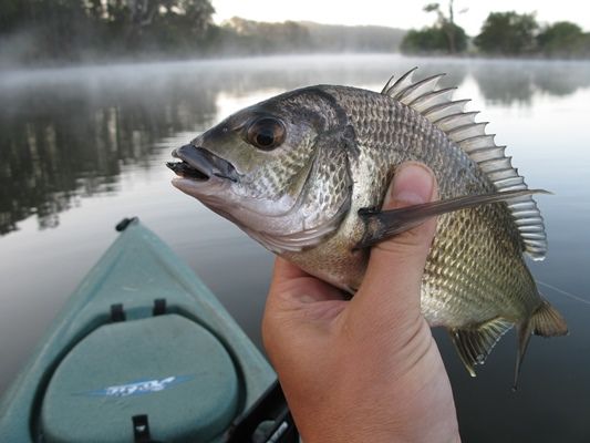 Fishing Southern NSW Report 0805