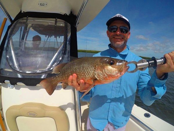 Mangrove Jacks are yet another abundant species at Groote