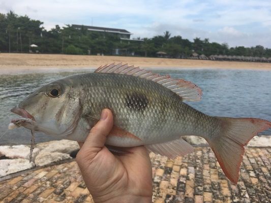 Various small emperor species were the main catch. This is at the bigger end of the size caught