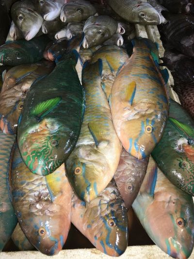 There are larger fish to be caught offshore, as these pictures from Jimbaran Fish Market illustrate