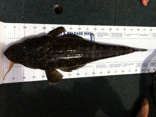Justin Lee 88cm flathead caught two hours before the tournament ended