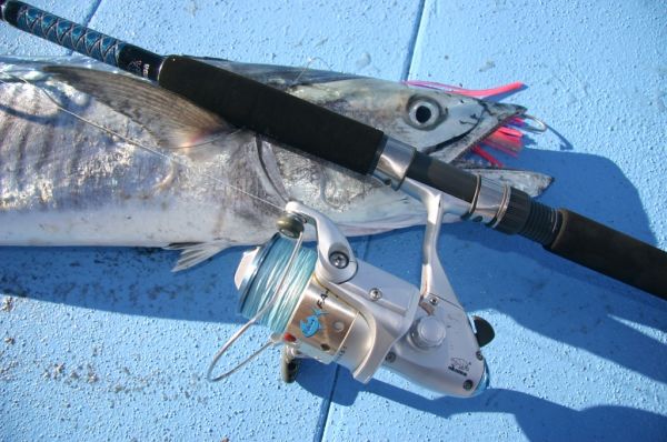 Okuma Fishing Australia FAC 701 SWM and FAC 601 OHM are great for  spanish mackerel fishing