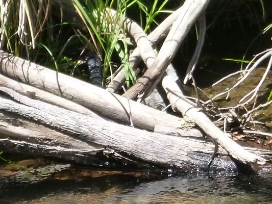 A red-bellied black snake sulks on a nearby log