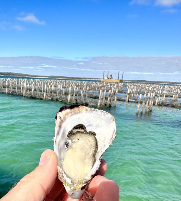Coffin Bay 2024