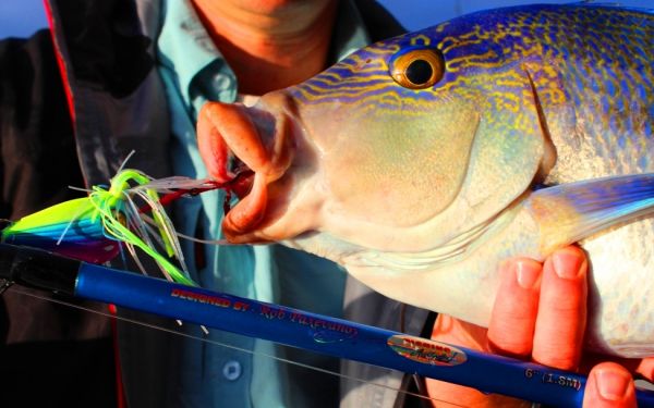 Queen Snapper caught on 200 gram Williamson Ebi Jig and Okuma Fishing Australia FAC 601 OHM Outfit