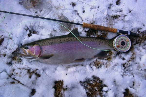 Rainbow Trout