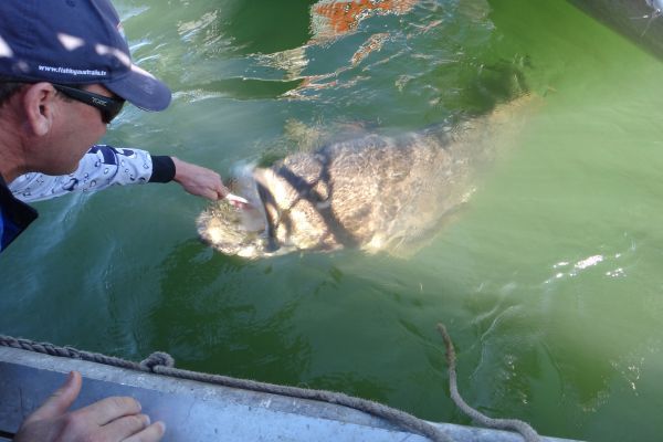 Rob Feeding Grouper