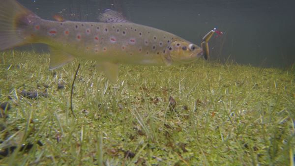 Small Brown Trout