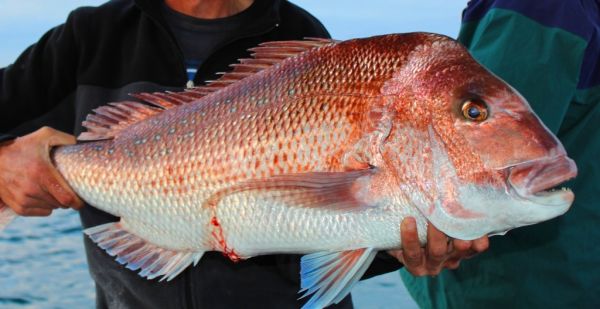 Snapper