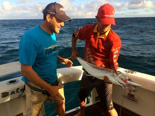 Spanish Mackeral