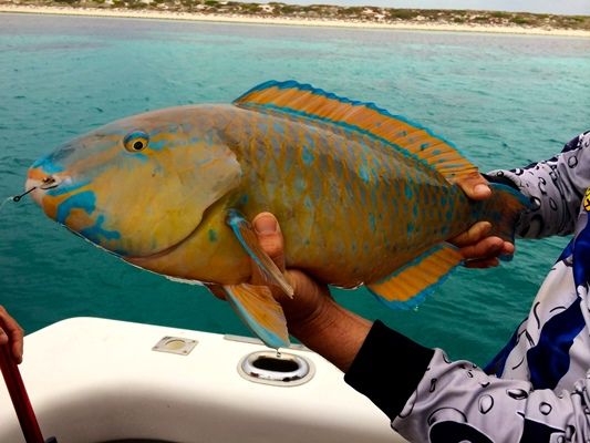 Surf Parrot Fish