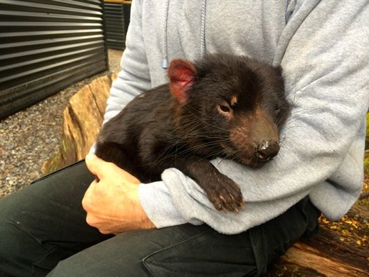 Tasmanian Devil