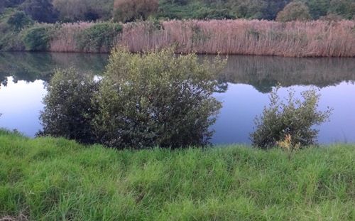 The river where the big Bull Shark was sighted