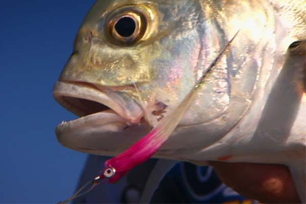 Trevally caught on Fly