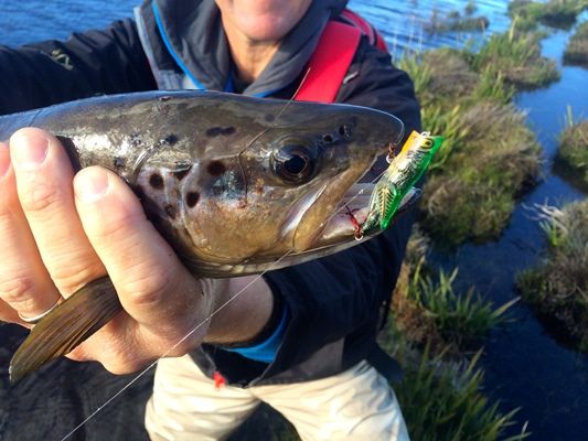 Trout caught on hopper popper lure