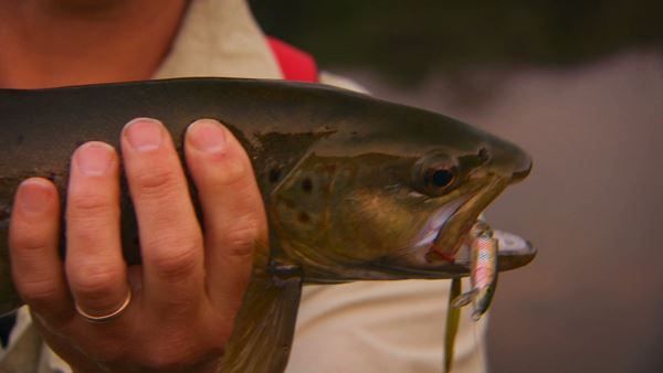 Trout caught with Rapala Jointed Minnow