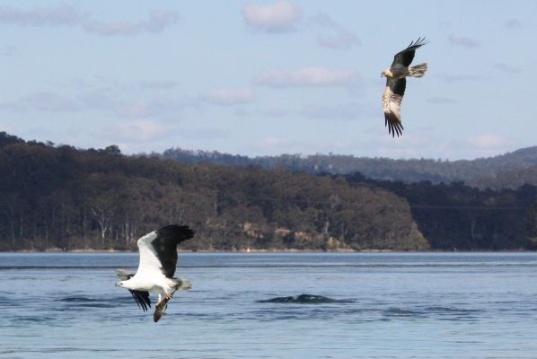 White belly sea eagle and kite