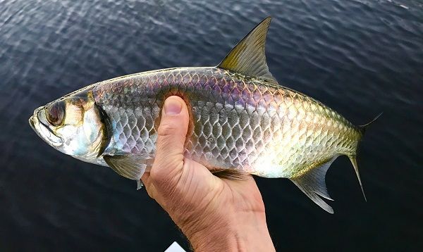 Tarpon are sleek powerful creatures that and can be challenge to catch