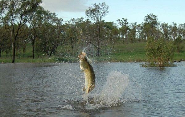 Awoonga Dam offers big freshwater barra