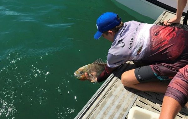 Live weighed grunter release
