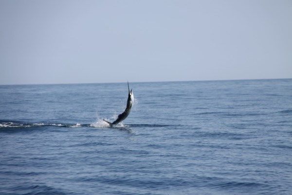Fishing Australia were keen to sample some of the worlds best billfish action
