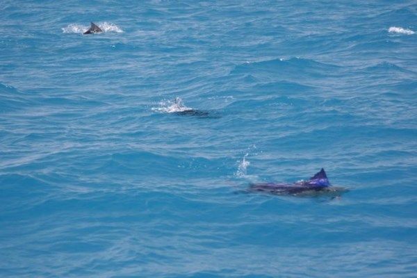 Mobs of billfish can be seen feeding in great conditions