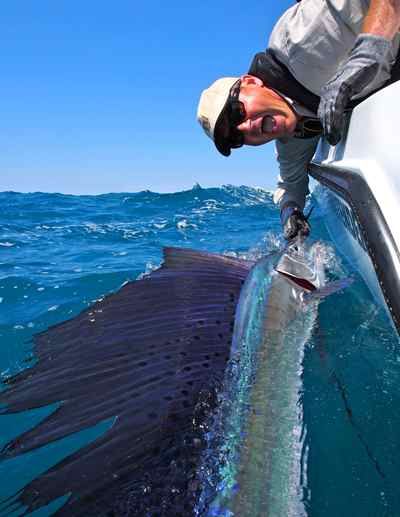 Down at sea level the numbers of sailfish and conditions were exceptional