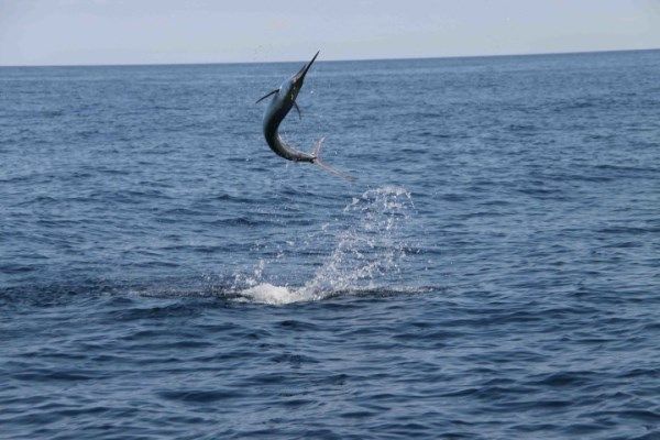And there were some feisty black marlin in the mix