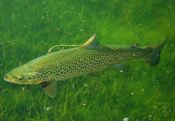 Brown trout