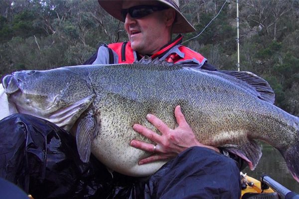 Canberra’s Giant Freshwater Fish - 2013