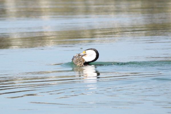 Cormorant with flathead