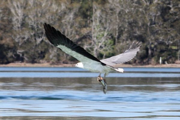 Eagle with flathead