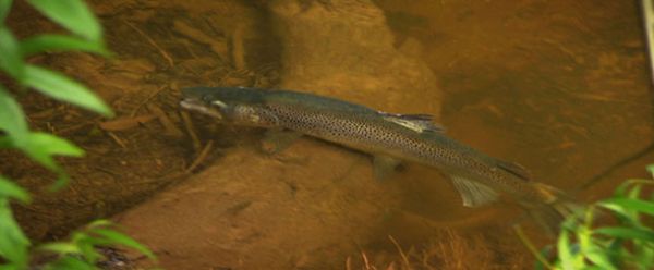 Tassie Wilderness Trout - 2012