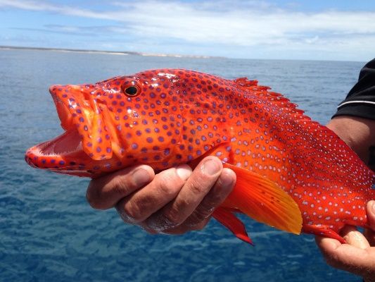 Colorful fish like this coral cod were found out towards Dirk Hartog