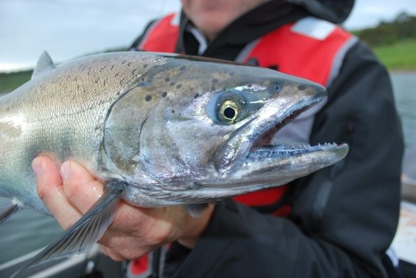 Chinook salmon in Victoria's Crater Lakes