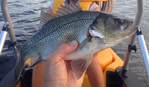 There's a huge diversity of things to see and catch within 30 min of Mooloolaba, like these Bass in Ewen Maddock Dam