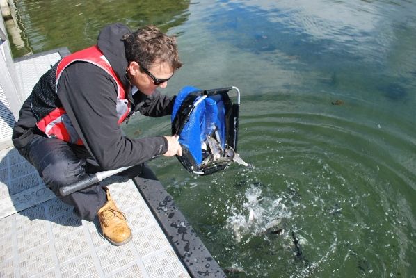 Chinook Salmon are stocked into Bullen Merri, and Rob got to help out