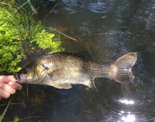 These were big strong fat bass