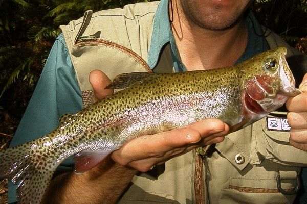 Robertson trout are typically pan sized