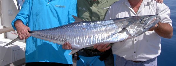 Spanish mackerel