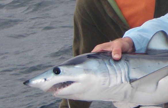 A feisty little Mako shark on popper...now that’s a surprise!