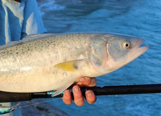 An aussie salmon equally as obligatory