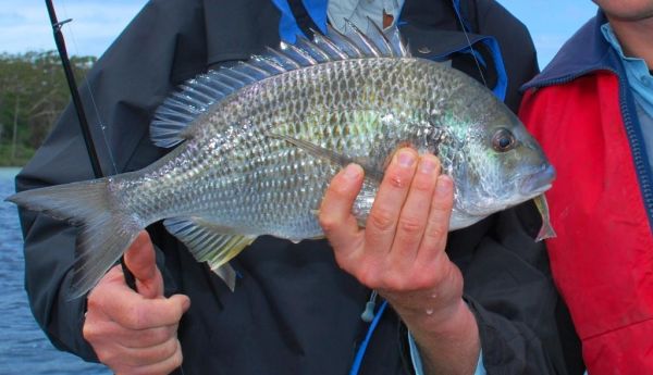 Yellowfin bream